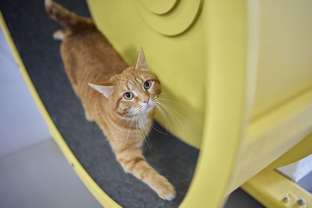 A high-angle shot of an orange tabby cat standing on the dark track of a large yellow cat exercise wheel, looking directly up with wide eyes and alert ears as if paused mid-stride.