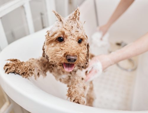 How Do You Choose the Right Shampoo for a Dog or Cat With Sensitive Skin?