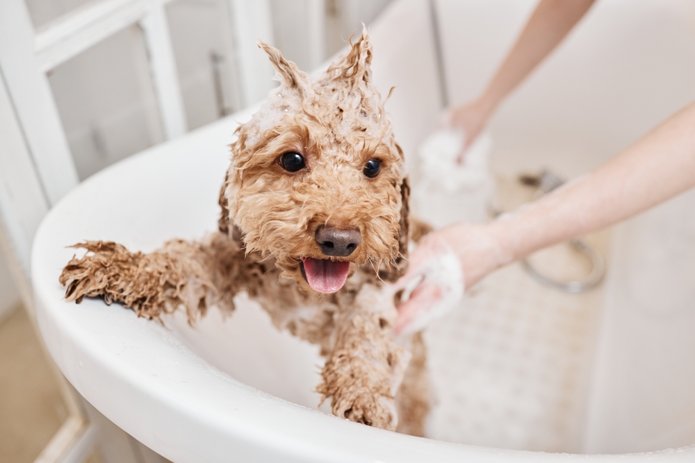 Wet puppy enjoying a bath during a professional grooming session, highlighting the importance of regular bathing and hygiene care for maintaining a dog's healthy skin and coat.