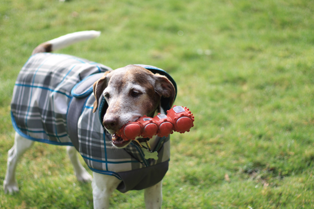 Dog holding a football toy while playing outdoors on a sunny day, illustrating the importance of monitoring pets during warm weather and outdoor activities to prevent heat-related risks and injuries.