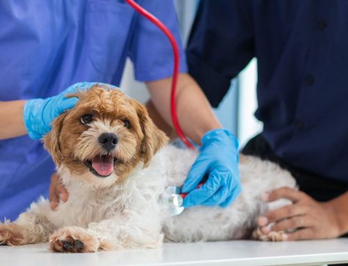 How Do Cardiac Medications Work for Dogs and Cats With Heart Disease?