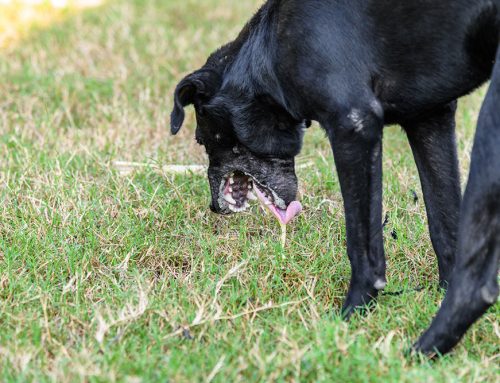 Why Does My Pet Keep Vomiting Every Few Days?