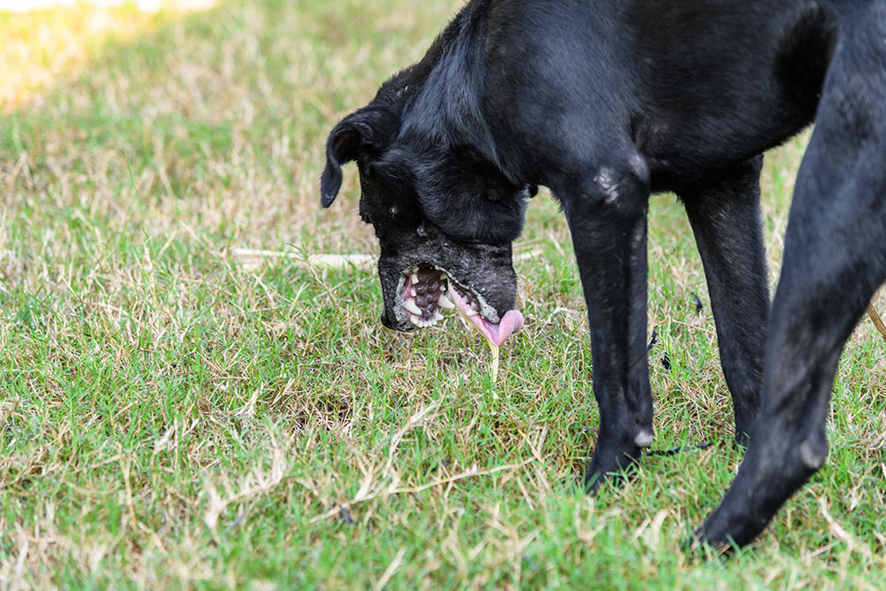 A black dog with a facial deformity stands on grass and licks its mouth.