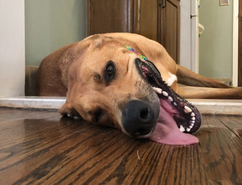 Should You Worry If Your Pet Collapses After Exercise?