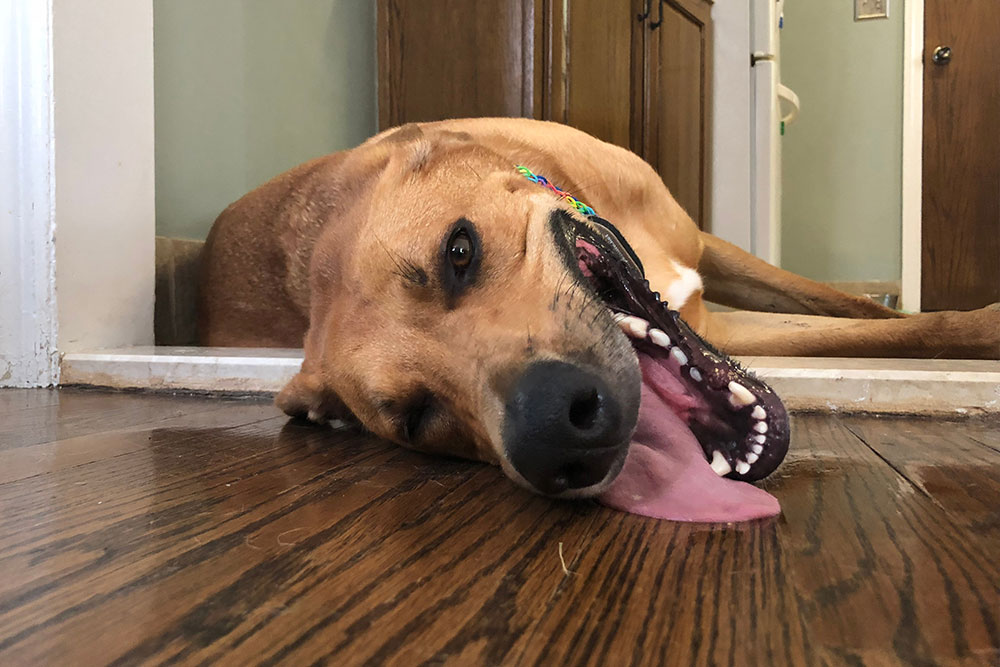 A low-angle close-up shot of a tan mixed-breed dog lying on a dark hardwood floor with its head tilted sideways, its mouth stretched wide open in a giant yawn, and its long pink tongue resting flat on the floor.
