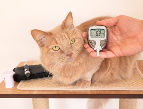 How Fast Can a Normal Day For a Diabetic Pet Turn Into an Emergency?