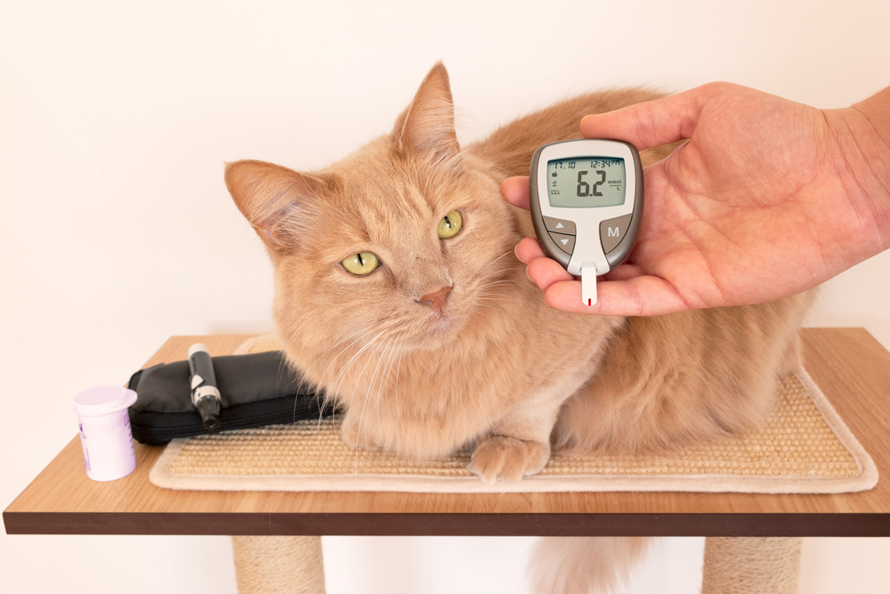 Pet owner checking a cat's blood glucose level with a glucometer as part of at-home diabetes monitoring and management.
