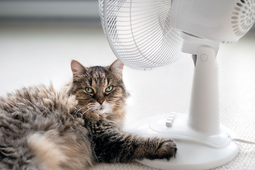 A close-up shot of a fluffy, long-haired tabby cat with green eyes lying comfortably on a white carpeted floor, resting one of its front paws on the base of a white electric desk fan that is blowing air directly toward it.