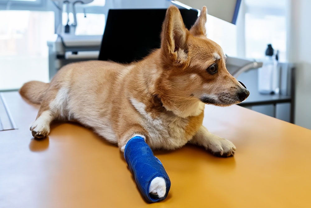 A medium close-up shot of a fawn Welsh Corgi lying on a smooth examination table at a veterinary clinic, looking off-camera with a bright blue cast wrapped around its right front paw and leg.