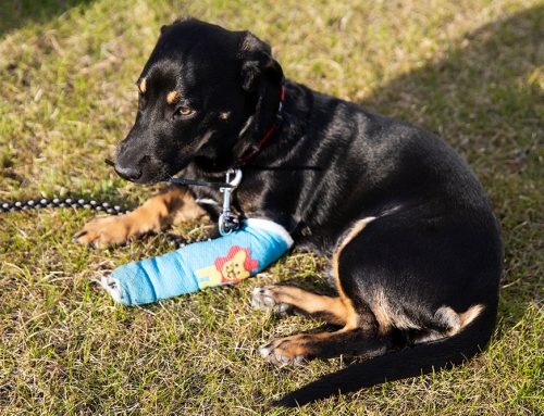 What Hiking Injuries Send Pennsylvania Dogs to the Vet Most Often?