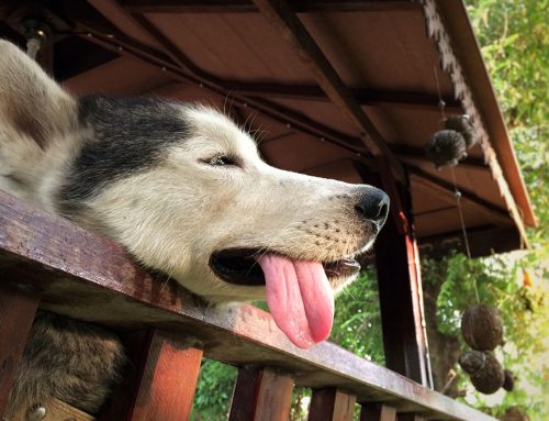 What Are the First Signs of Heat Stroke in Dogs and Cats?