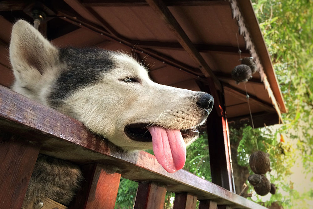 A side profile shot of a black and white Siberian Husky resting its head lazily on a wooden balcony railing, looking exhausted with its long pink tongue hanging straight down out of its mouth.