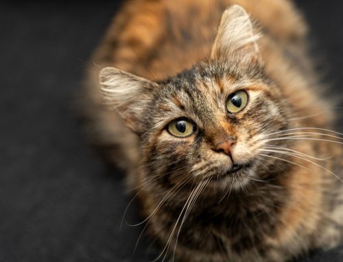 Should My Pet’s Vet Care Change as They Age?