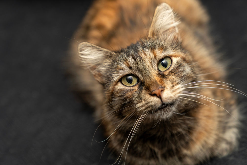 A close-up of a tortoiseshell domestic cat with green eyes and long white whiskers, looking directly at the camera against a dark blurred background.