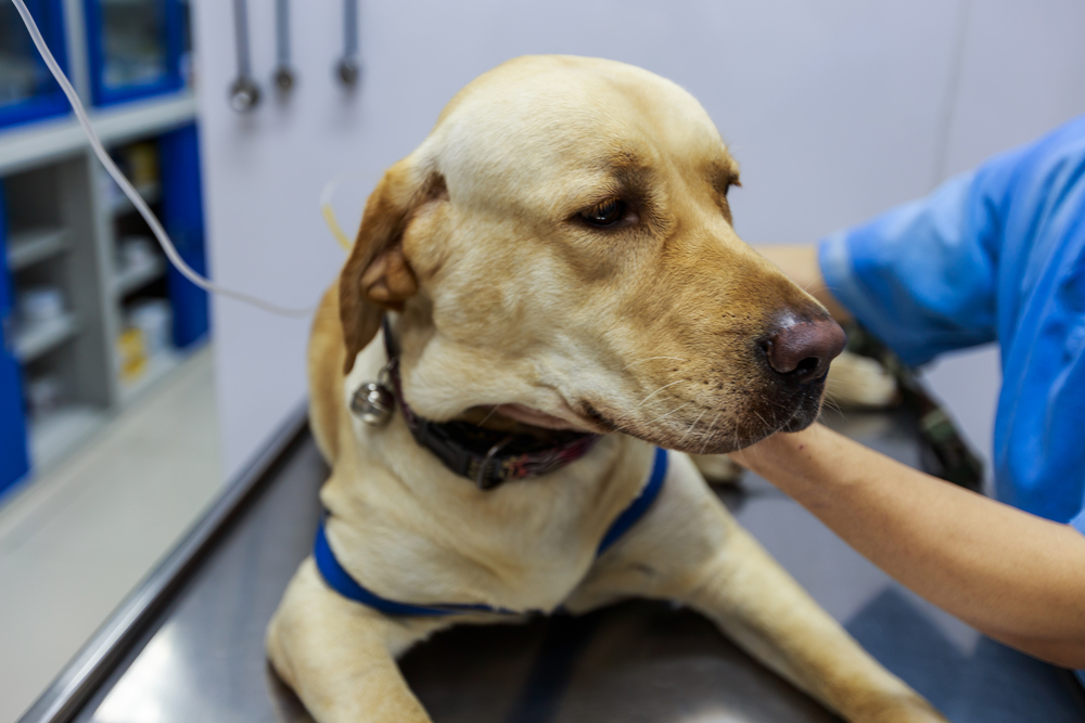 Labrador receiving emergency veterinary care during evaluation and treatment for a critical medical condition.