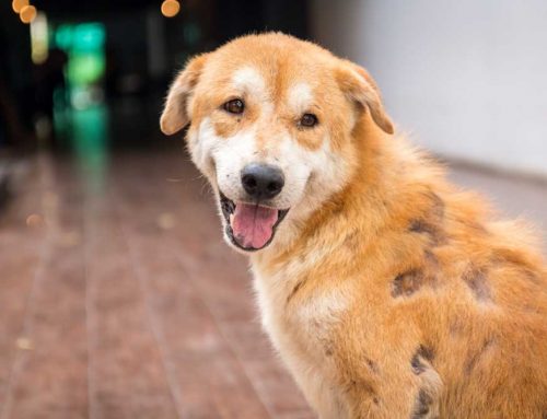 Does My Pet Have Mange, and Can My Family Catch It?