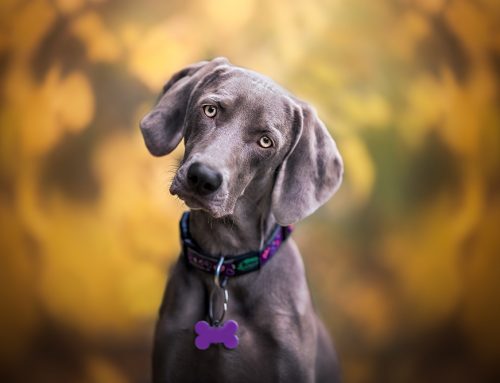 Why Is My Pet Suddenly Tilting, Circling, or Losing Balance?