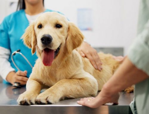 What Does the DHPP Vaccine Actually Protect Dogs From?