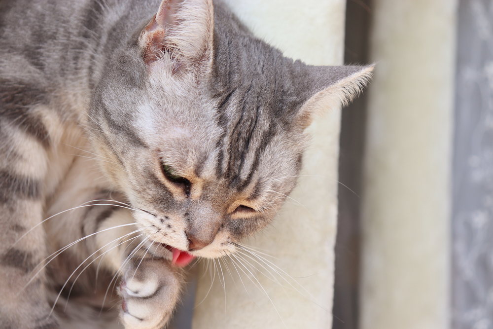 Cat showing signs of nausea and appearing ready to vomit.