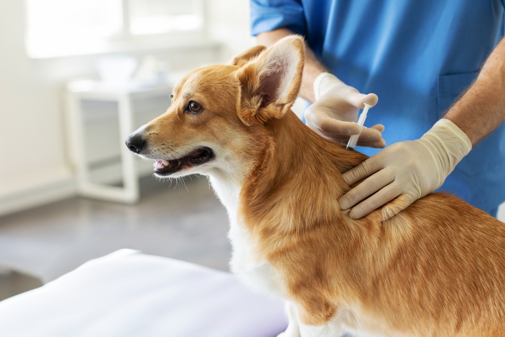 Veterinarian administering a vaccine to a dog during a routine veterinary visit.