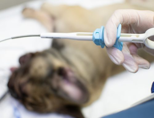 Why Do Some Pet Lumps Need a Biopsy Instead of a Needle Test?
