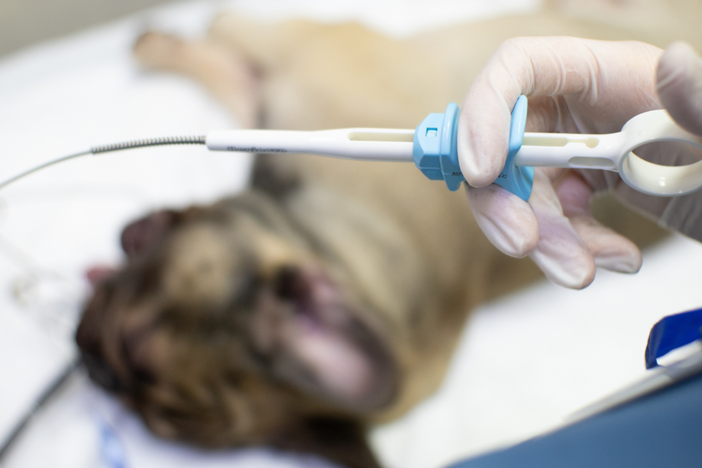 Veterinary assistant holding endoscopic forceps during a medical procedure.