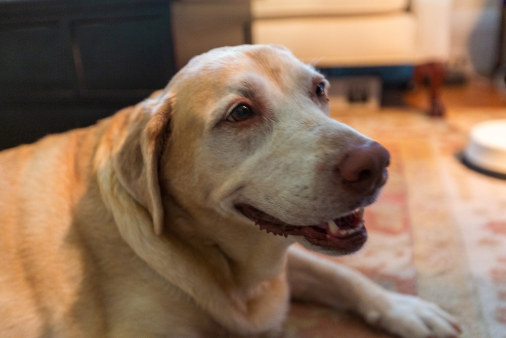 A smiling senior yellow Labrador Retriever with a graying muzzle lying contentedly on a carpeted floor indoors.