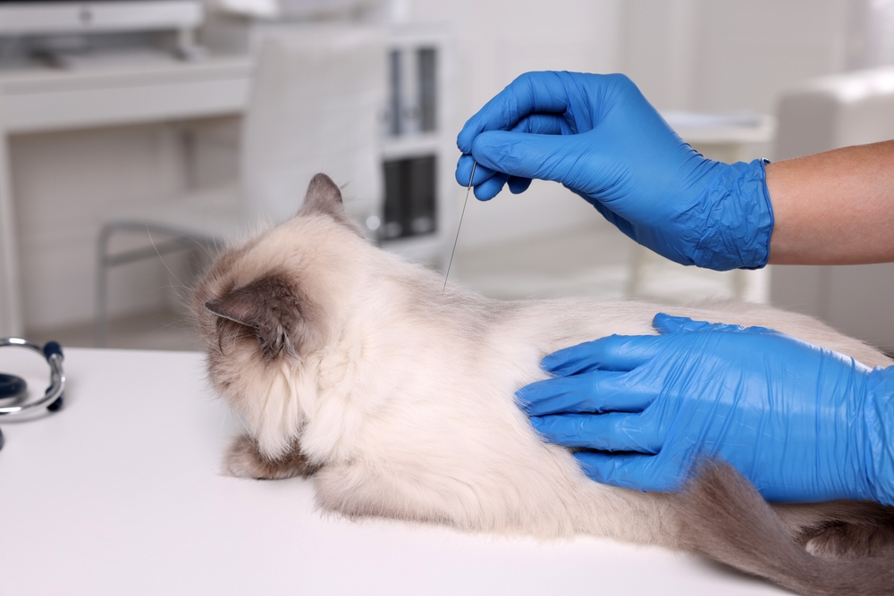 Veterinarian holding an acupuncture needle near a cat's neck during a clinic treatment, close-up.