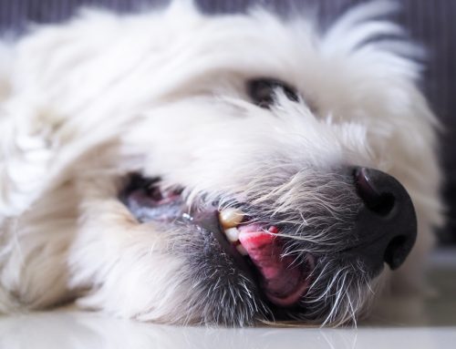 How Do You Help a Dog or Cat Having a Seizure at Home?