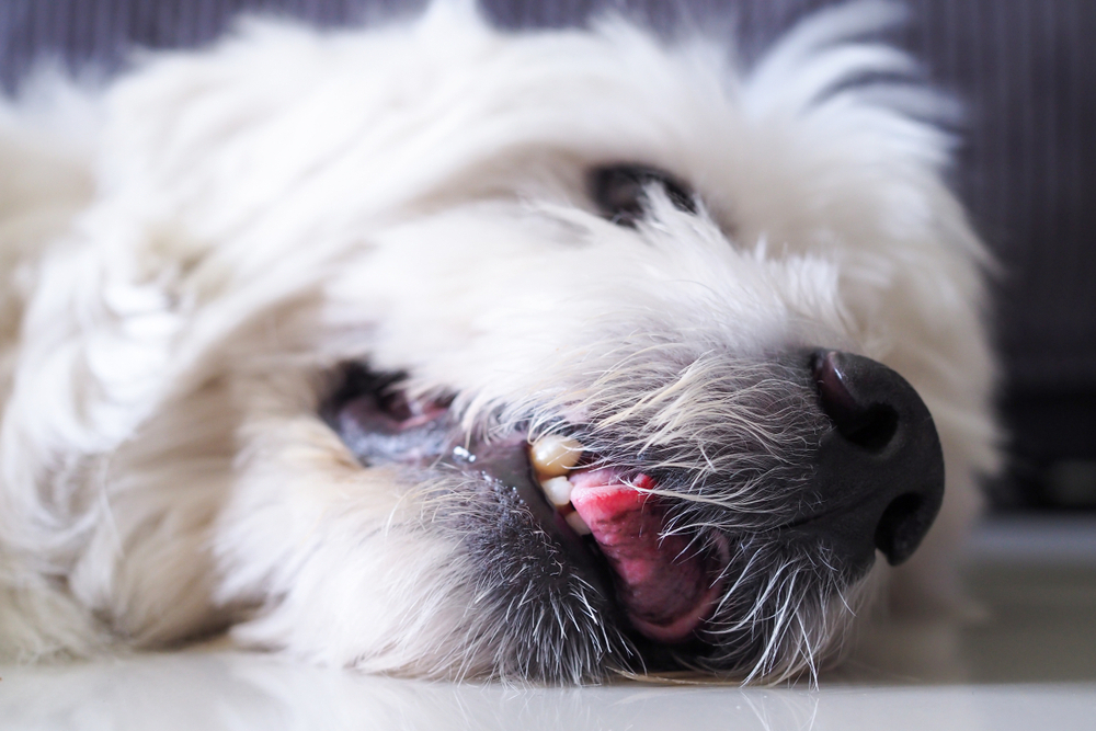 Dog lying on the floor with mouth open and teeth visible, a common sign during a seizure episode.