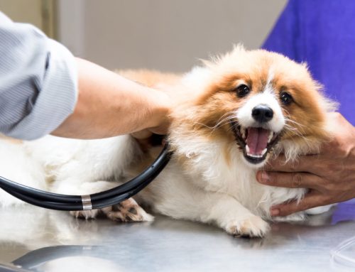 Can Pets Live Comfortably With Congestive Heart Failure?